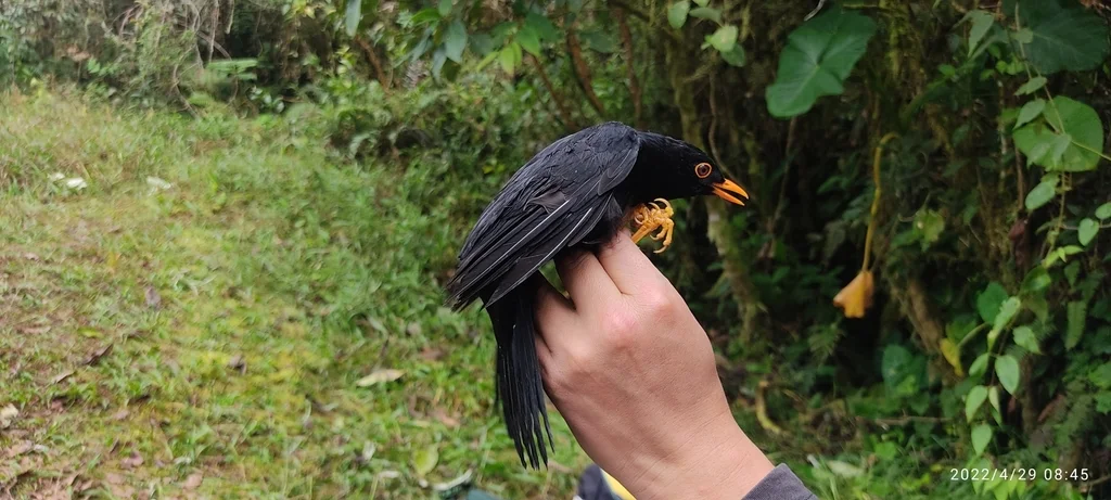 辉背鸫(Turdus serranus)