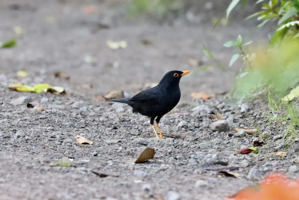 辉背鸫(Turdus serranus)