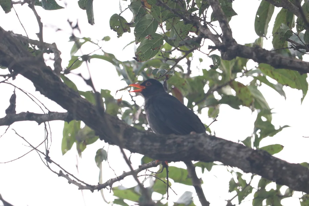 南亚乌鸫(Turdus simillimus)