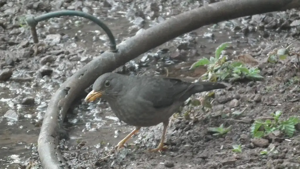 南非鸫(Turdus smithi)