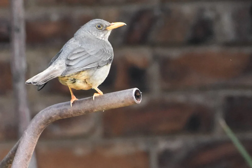南非鸫(Turdus smithi)