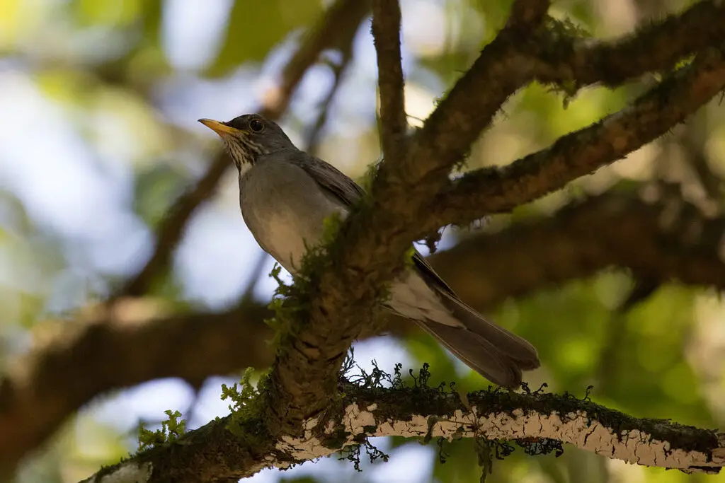 石鸫(Turdus subalaris)