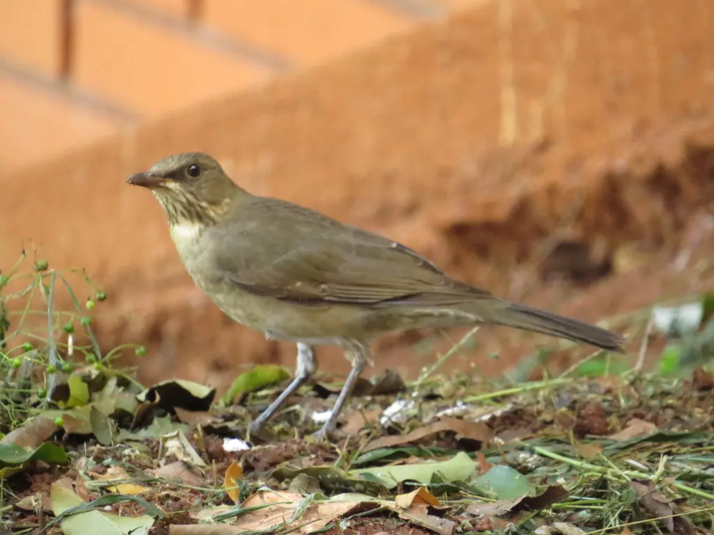 石鸫(Turdus subalaris)