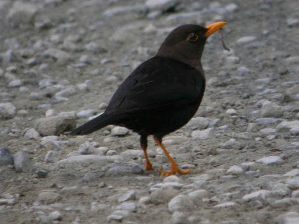 吕宋岛鸫(Turdus thomassoni)