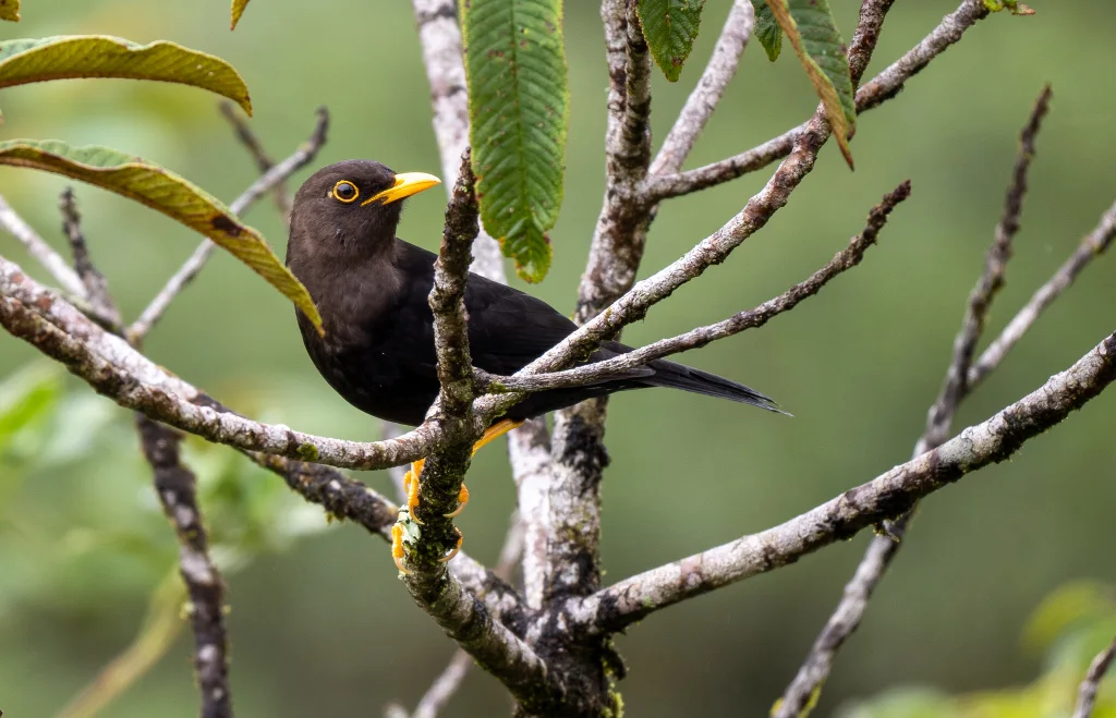 吕宋岛鸫(Turdus thomassoni)