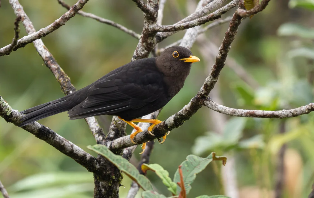 吕宋岛鸫(Turdus thomassoni)