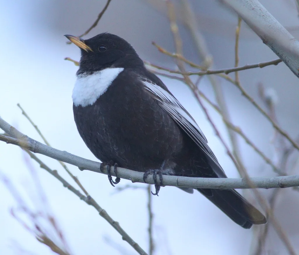 环颈鸫(Turdus torquatus)