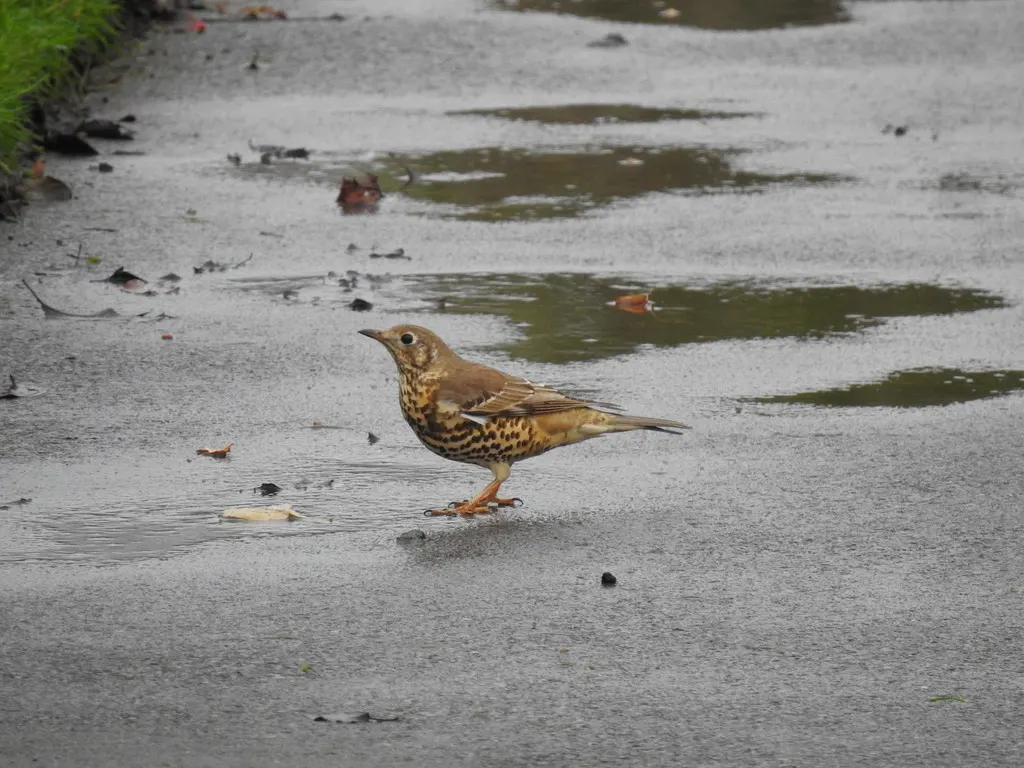 槲鸫(Turdus viscivorus)