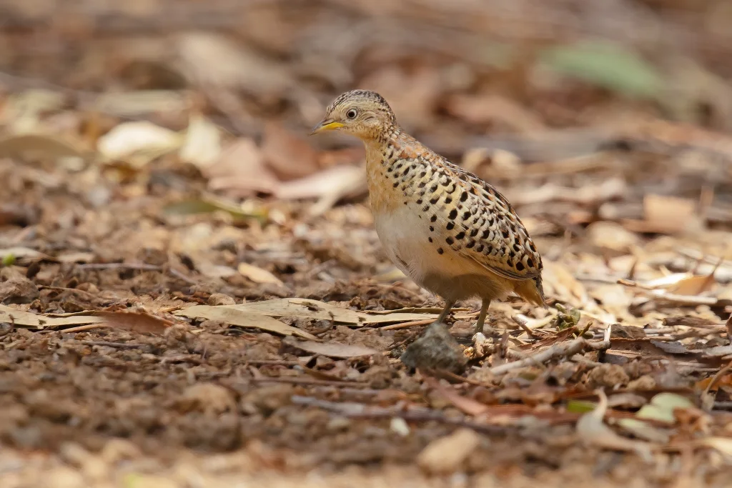 红背三趾鹑(Turnix maculosus)