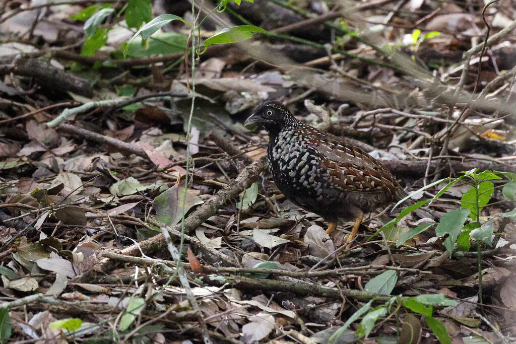 黑胸三趾鹑(Turnix melanogaster)