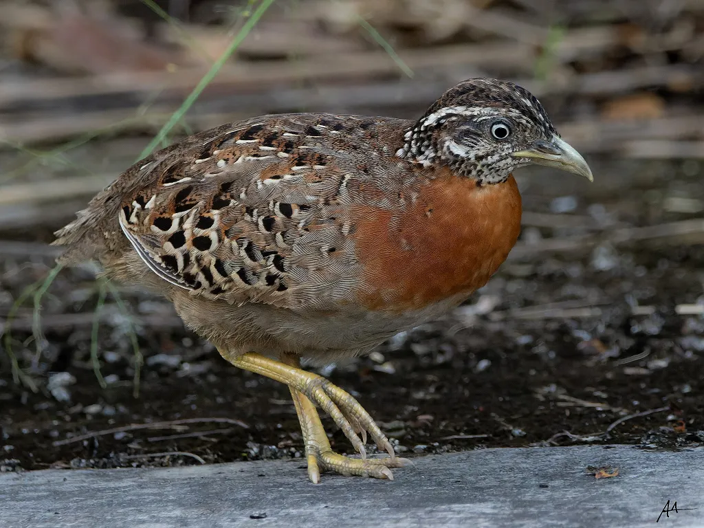 菲律宾三趾鹑(Turnix ocellatus)