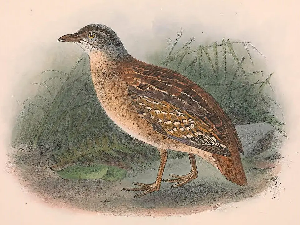 黄胸三趾鹑（Turnix olivii）