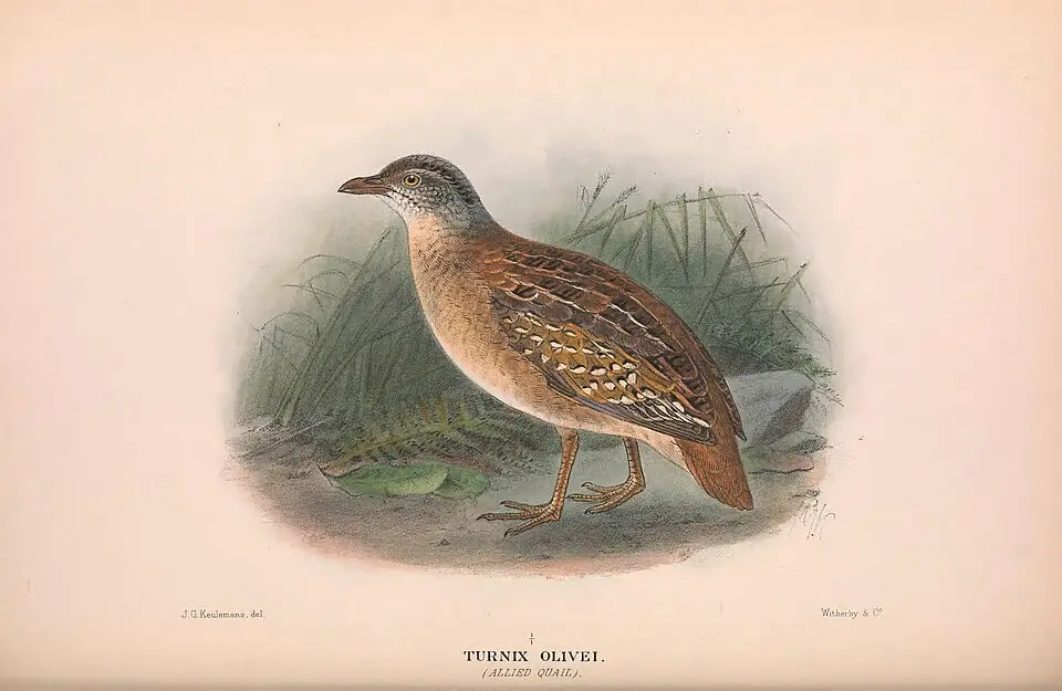黄胸三趾鹑（Turnix olivii）