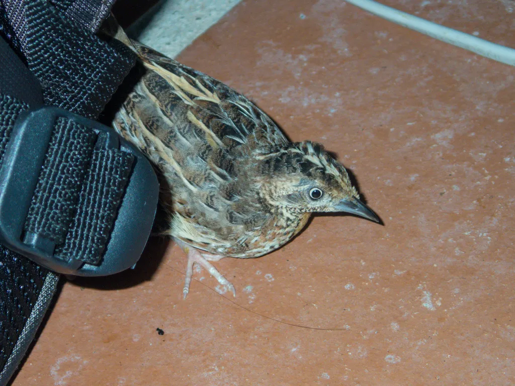 林三趾鹑(Turnix sylvaticus)