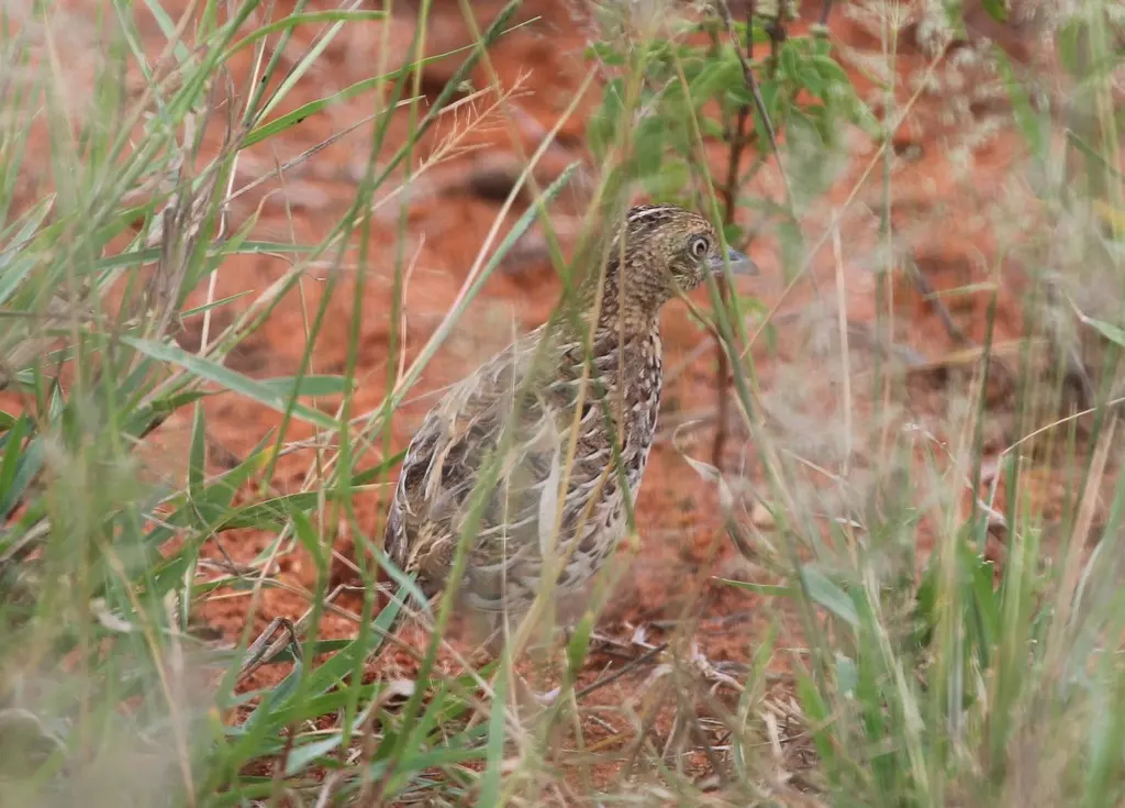 林三趾鹑(Turnix sylvaticus)
