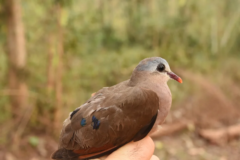 蓝斑森鸠(Turtur afer)
