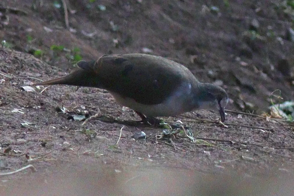 白胸森鸠(Turtur tympanistria)
