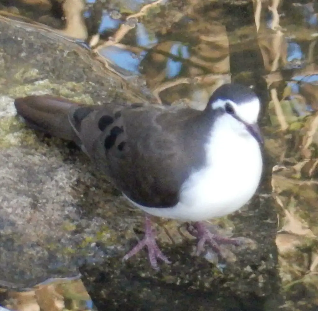 白胸森鸠(Turtur tympanistria)