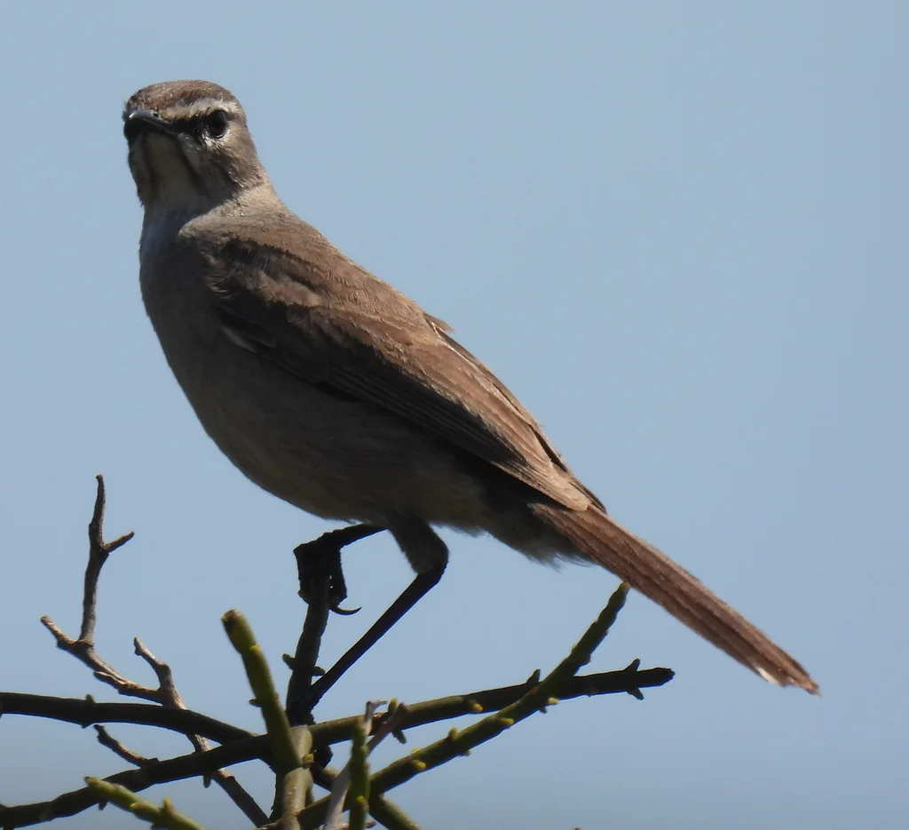 栗腹薮鸲(Tychaedon coryphoeus)