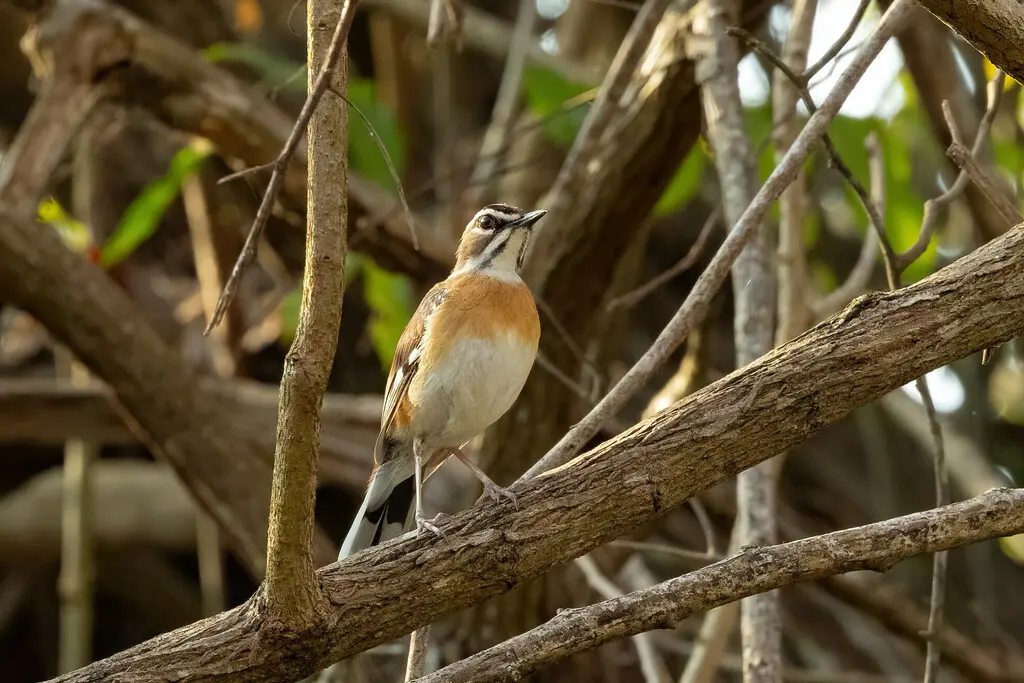 东须薮鸲(Tychaedon quadrivirgata)