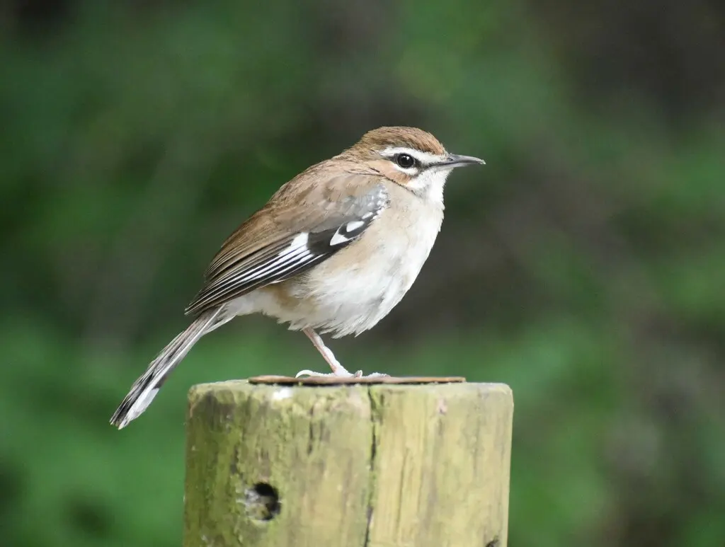 褐薮鸲(Tychaedon signata)