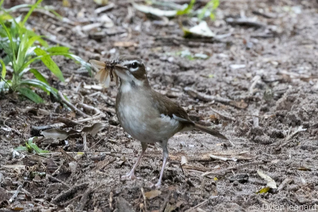 褐薮鸲(Tychaedon signata)