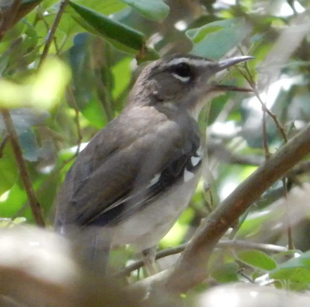 褐薮鸲(Tychaedon signata)