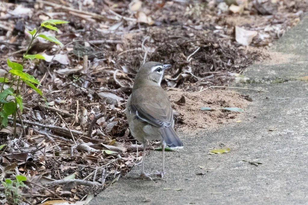 褐薮鸲(Tychaedon signata)