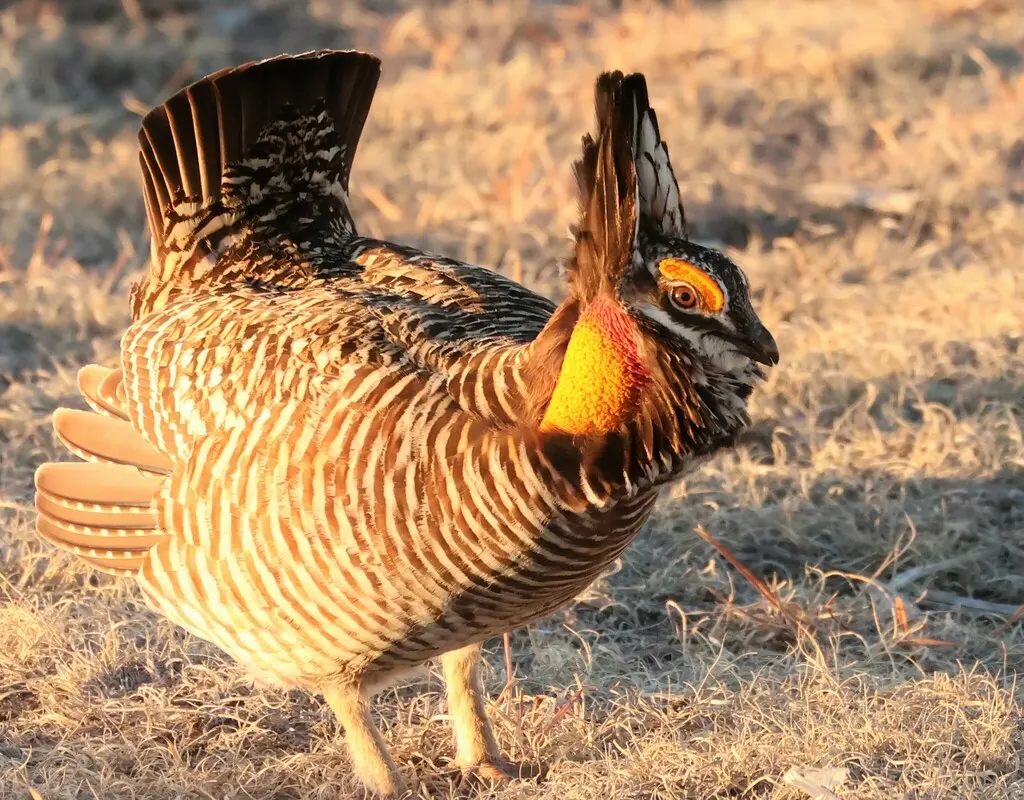 草原松鸡(Tympanuchus cupido)