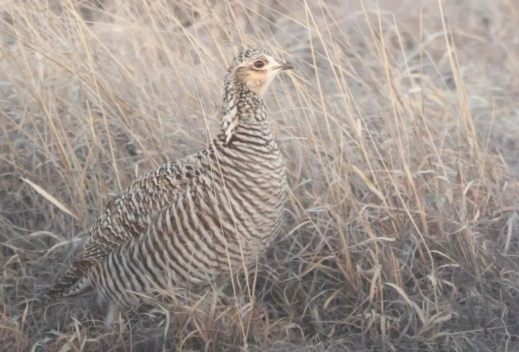 小草原松鸡（Tympanuchus pallidicinctus）