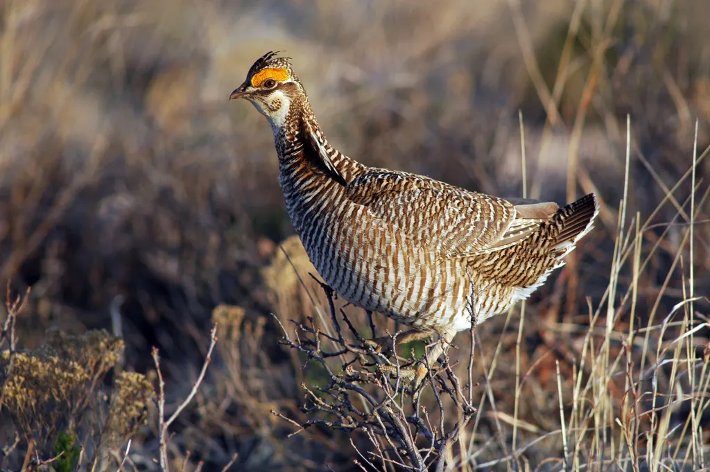 小草原松鸡（Tympanuchus pallidicinctus）
