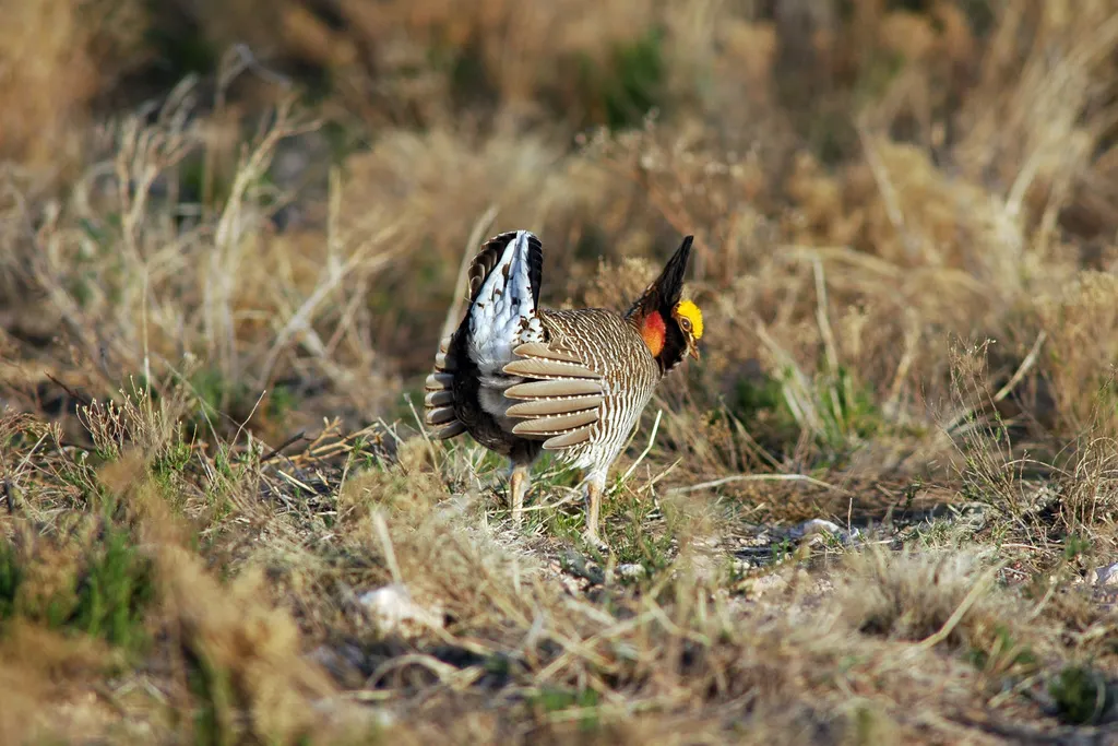小草原松鸡（Tympanuchus pallidicinctus）