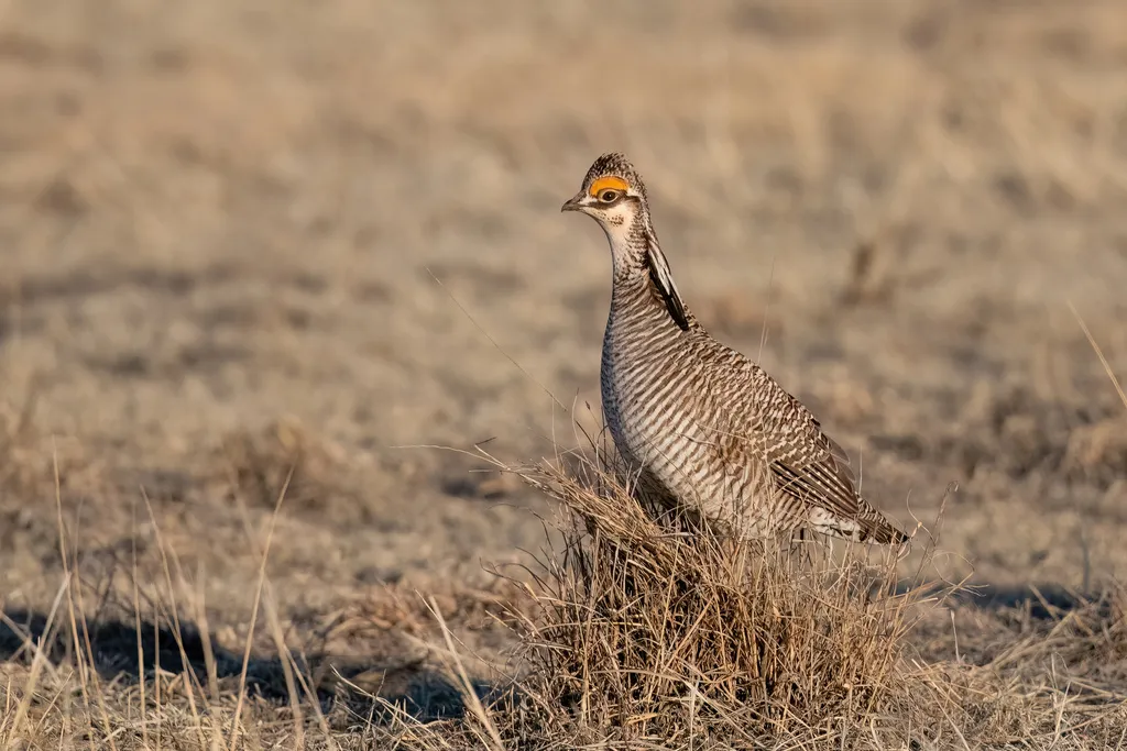 小草原松鸡（Tympanuchus pallidicinctus）