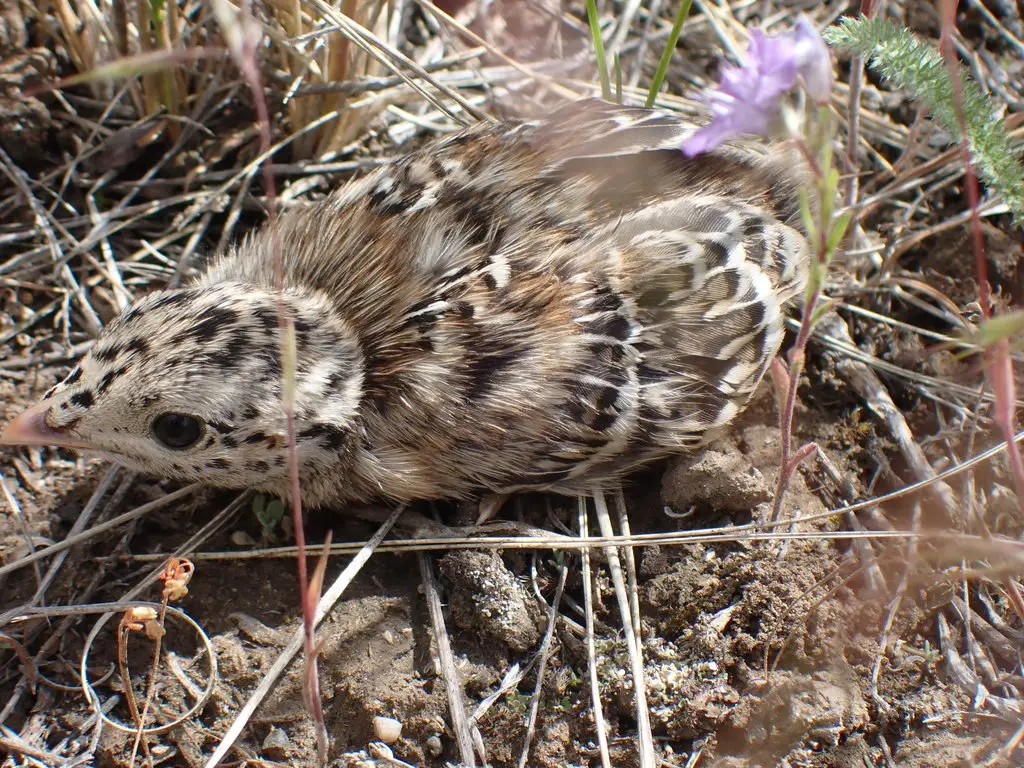 尖尾松鸡(Tympanuchus phasianellus)