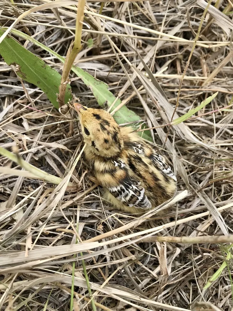 尖尾松鸡(Tympanuchus phasianellus)