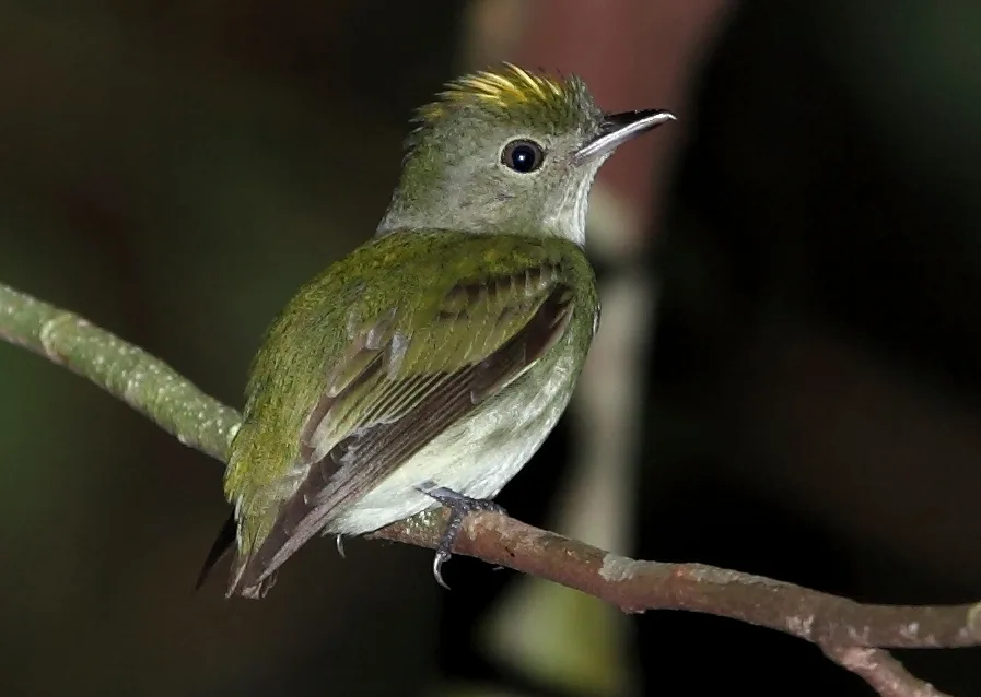 小霸娇鹟(Tyranneutes virescens)