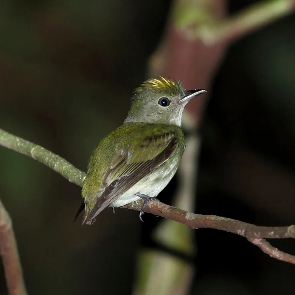 小霸娇鹟(Tyranneutes virescens)