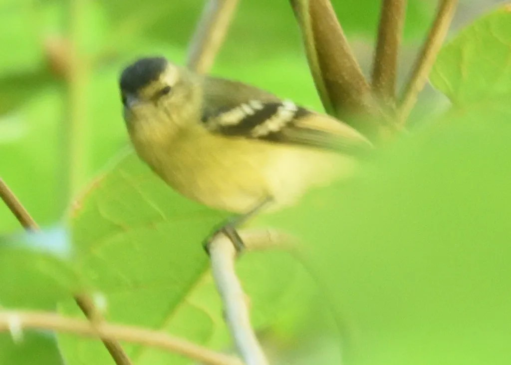 黑顶小霸鹟(Tyranniscus nigrocapillus)