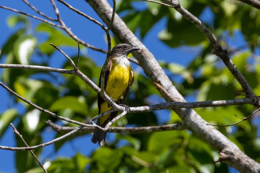 黄白喉霸鹟(Tyrannopsis sulphurea)