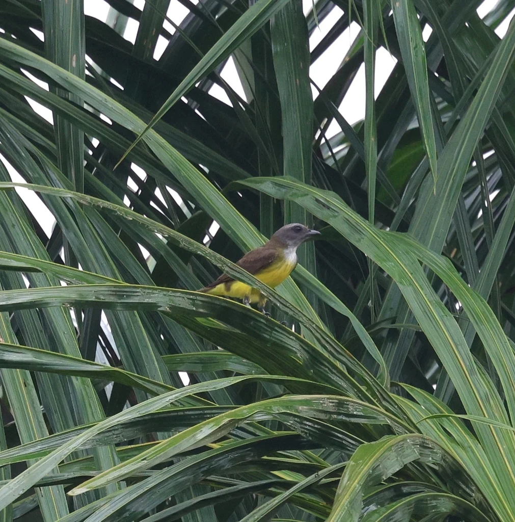 黄白喉霸鹟(Tyrannopsis sulphurea)