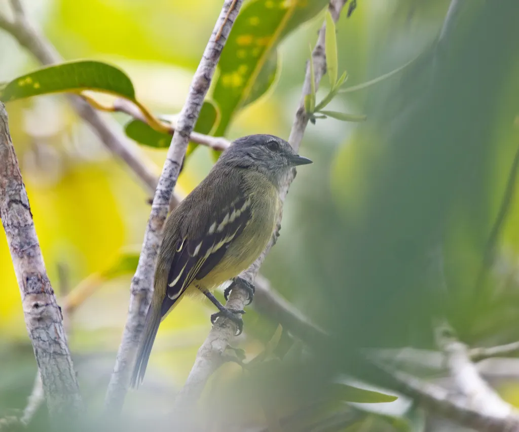 黄顶小霸鹟(Tyrannulus elatus)