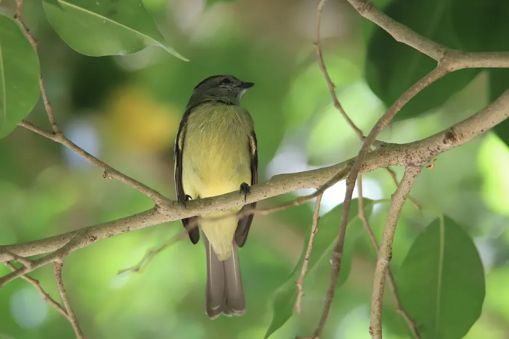 黄顶小霸鹟(Tyrannulus elatus)