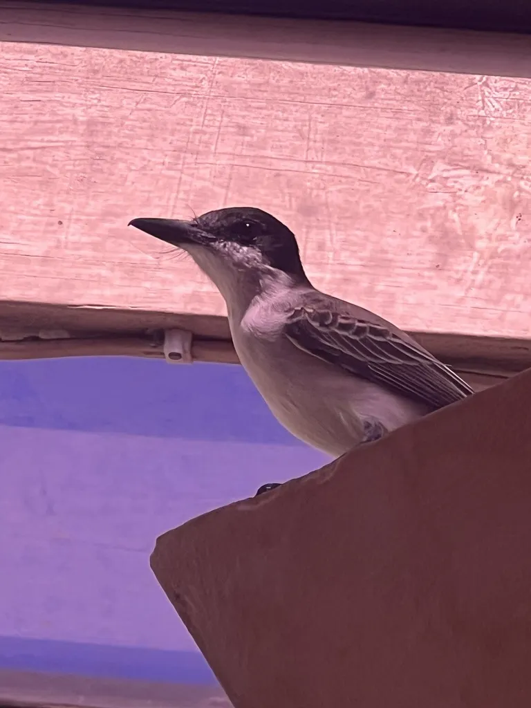 圆头王霸鹟(Tyrannus caudifasciatus)