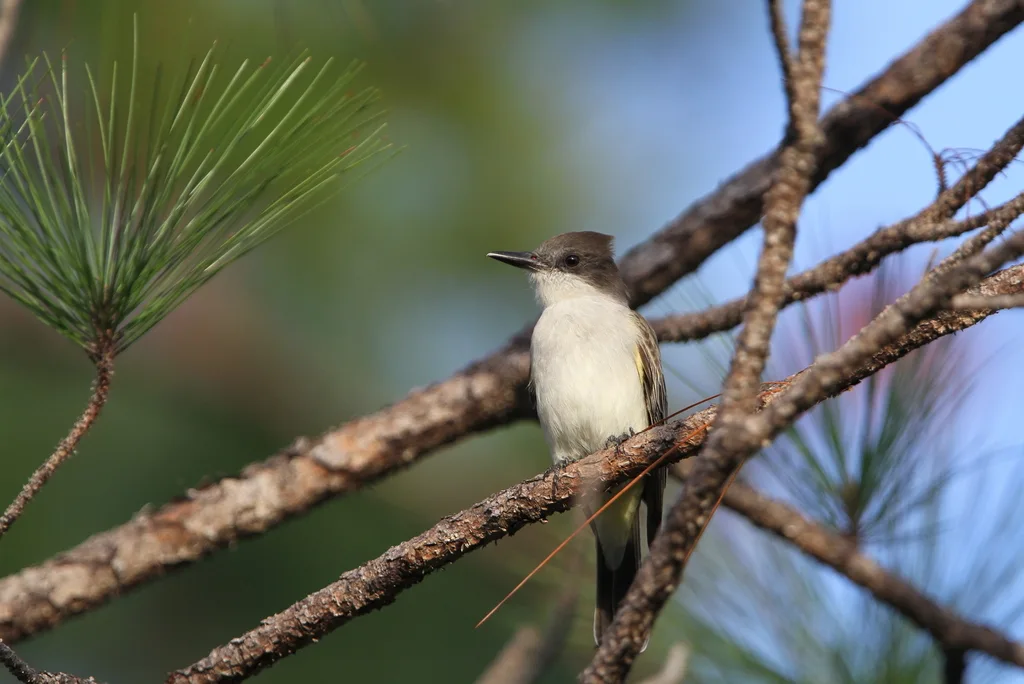 圆头王霸鹟(Tyrannus caudifasciatus)