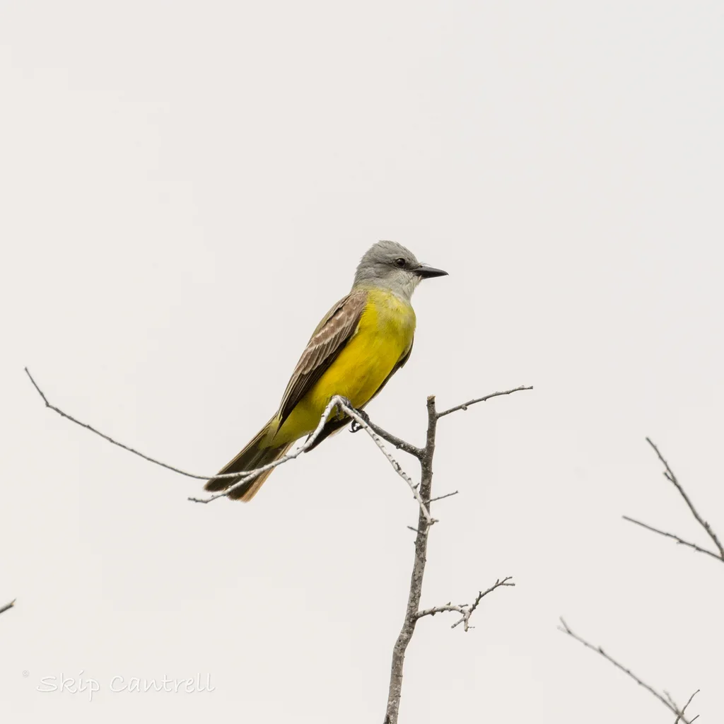 库氏王霸鹟(Tyrannus couchii)