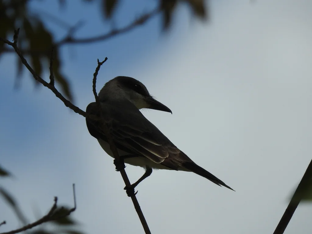 灰王霸鹟(Tyrannus dominicensis)