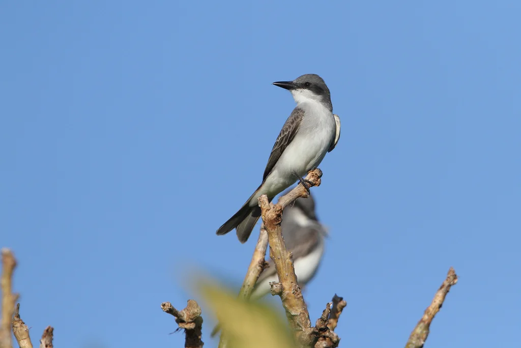 灰王霸鹟(Tyrannus dominicensis)