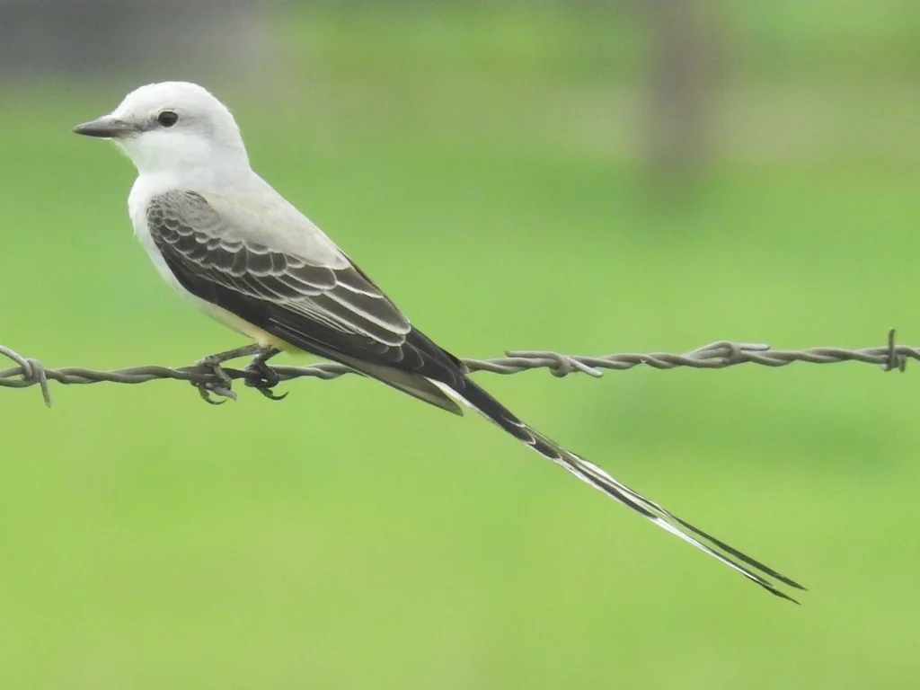 剪尾王霸鹟(Tyrannus forficatus)