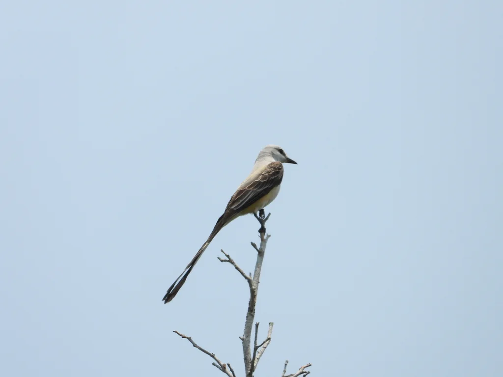 剪尾王霸鹟(Tyrannus forficatus)