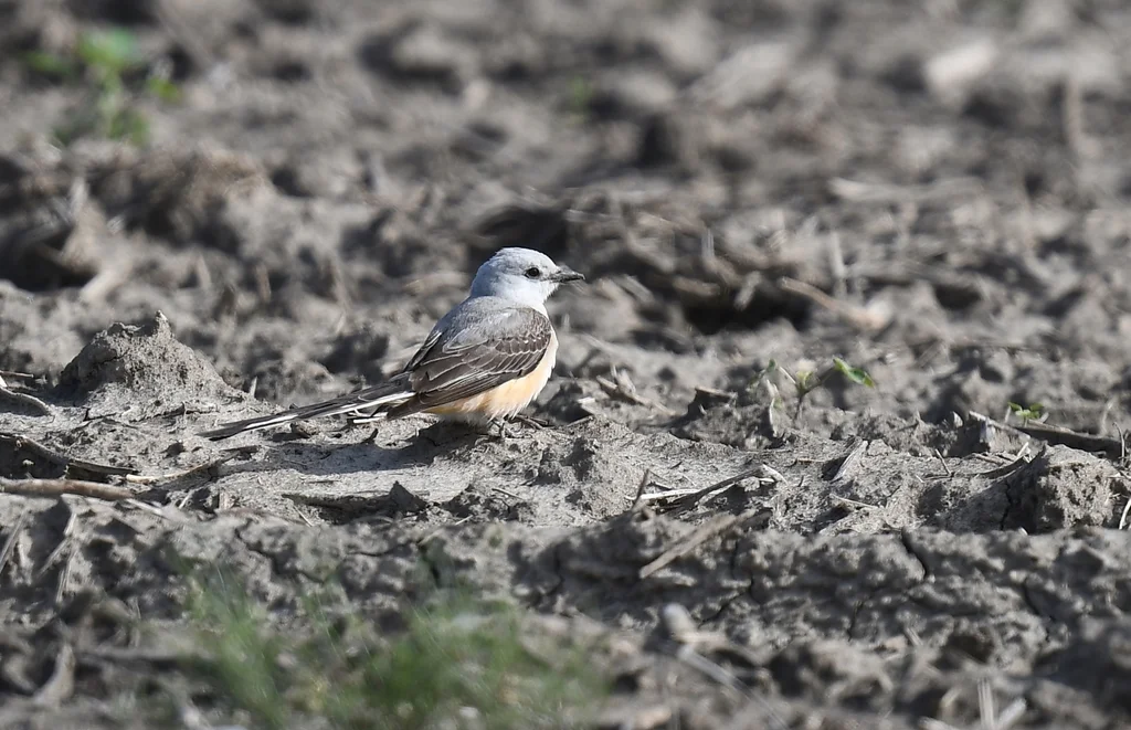 剪尾王霸鹟(Tyrannus forficatus)